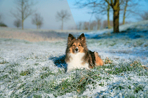 elpical claro v12 dog in snowy field image enhancement software